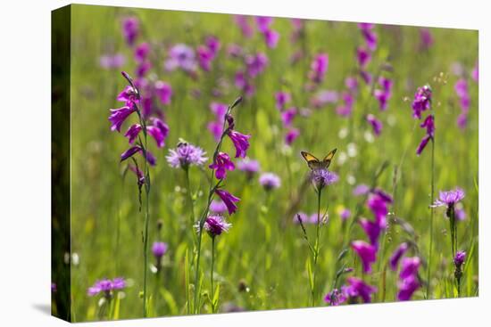 Gladiolus flowering with butterfly, Upper Bavaria, Germany-Konrad Wothe-Premier Image Canvas