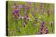 Gladiolus flowering with butterfly, Upper Bavaria, Germany-Konrad Wothe-Premier Image Canvas