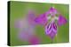 Gladiolus (Gladiolus Palustris) Flower, Liechtenstein, June 2009-Giesbers-Premier Image Canvas