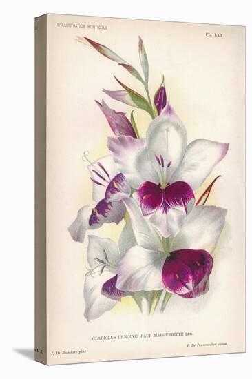 Gladiolus Lemoinei-null-Premier Image Canvas