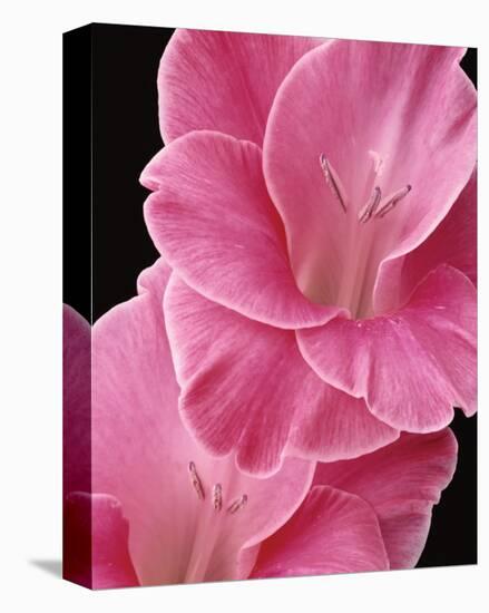 Gladiolus V-Danny Burk-Stretched Canvas