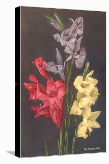 Gladiolus-null-Stretched Canvas