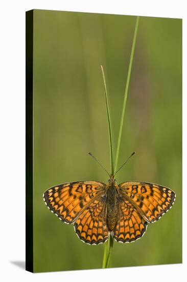 Glanville Fritillary Butterfly (Melitaea Cinxia) on Grass, Pollino Np, Basilicata, Italy, May-Müller-Premier Image Canvas