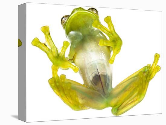 Glass frog (Rulyrana spiculata) ventral / underside view , Cosnipata Valley, Peru-Emanuele Biggi-Premier Image Canvas