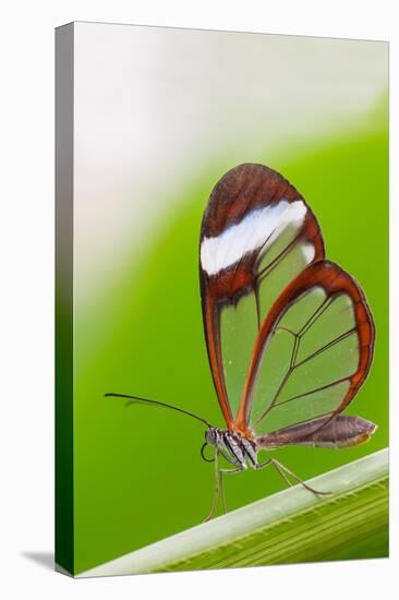 Glasswing butterfly resting on leaf-Edwin Giesbers-Premier Image Canvas