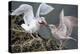 Glaucous-Winged Gull Adult and Juvenile Spar over an Ochre Sea Star in Chuckanut Bay, Puget Sound-Gary Luhm-Premier Image Canvas