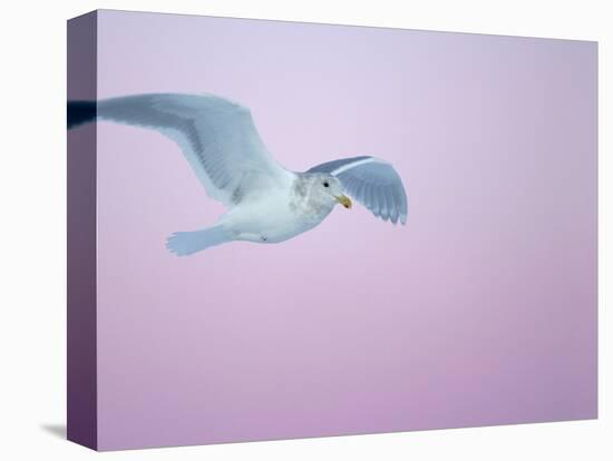 Glaucous-Winged Gull Flying Against Pre-Dawn Sky, Homer, Alaska, USA-Arthur Morris-Premier Image Canvas