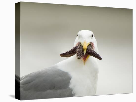 Glaucous-Winged Gull with Purple Sea Star, Stanley Park, British Columbia, Canada-Paul Colangelo-Premier Image Canvas