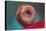 Glazed Donut, Retro-null-Stretched Canvas