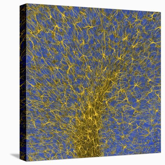 Glial Cells, Confocal Light Micrograph-Thomas Deerinck-Premier Image Canvas