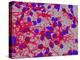 Glial Cells-Thomas Deerinck-Premier Image Canvas