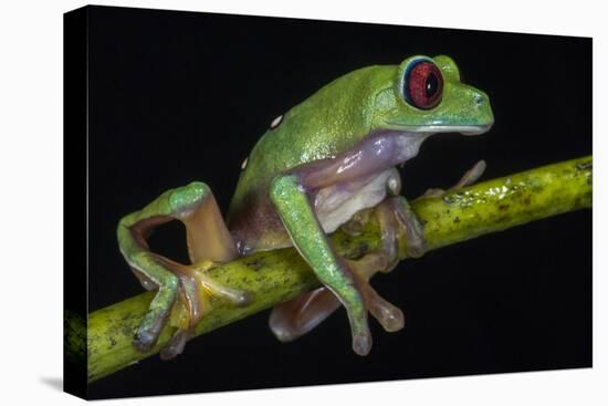 Gliding Leaf Frog, Choco Region, Ecuador-Pete Oxford-Premier Image Canvas