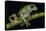 Gliding Leaf Frog, Choco Region, Ecuador-Pete Oxford-Premier Image Canvas