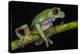 Gliding Leaf Frog, Choco Region, Ecuador-Pete Oxford-Premier Image Canvas