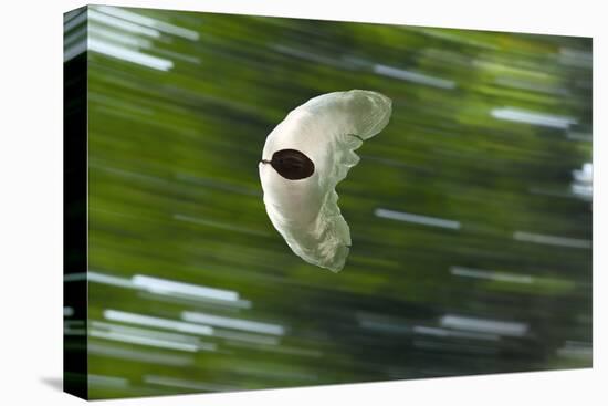 Gliding Seed Of Climbing Gourd (Alsomitra Macrocarpa) In Tropical Rainforest-Konrad Wothe-Premier Image Canvas