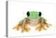 Gliding Tree Frog (Agalychnis Spurrelli) Captive-Edwin Giesbers-Premier Image Canvas