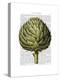 Globe Artichoke Print 2-Fab Funky-Stretched Canvas