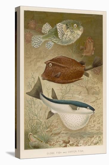 Globe Fish and Coffer Fish Swimming Together-null-Stretched Canvas