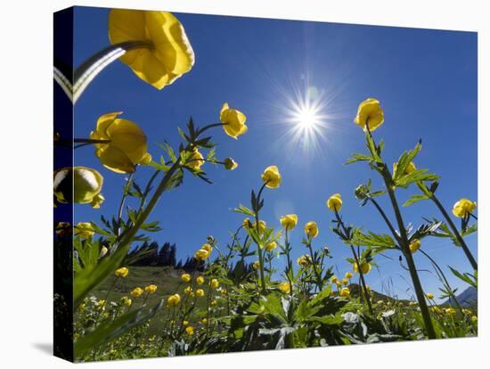 Globe flowers and bright sunshine, Augstmatthorn Mountain, Swiss Alps, Switzerland-Konrad Wothe-Premier Image Canvas