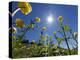 Globe flowers and bright sunshine, Augstmatthorn Mountain, Swiss Alps, Switzerland-Konrad Wothe-Premier Image Canvas