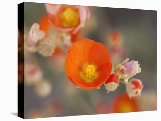 Globemallow or Apricot Mallow, Mojave National Preserve, California, Usa-Jamie & Judy Wild-Premier Image Canvas