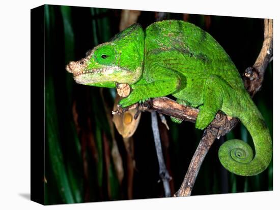 Globifer Chameleon, Native to Madagascar-David Northcott-Premier Image Canvas
