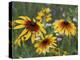 Gloriosa Daisy, Oldham County, Kentucky, USA-Adam Jones-Premier Image Canvas