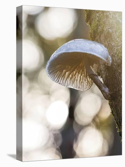 Glorious Fungi-Mikael Svensson-Stretched Canvas