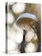 Glorious Fungi-Mikael Svensson-Stretched Canvas