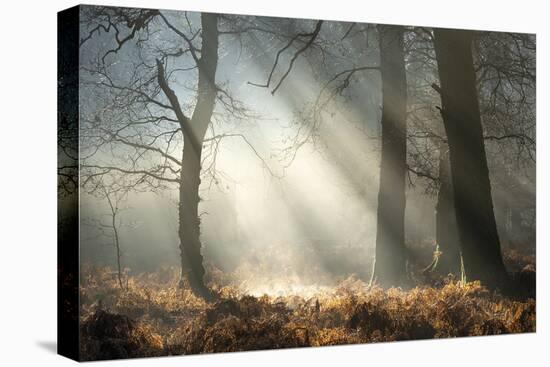 Glorious Light-Matt Roseveare-Stretched Canvas