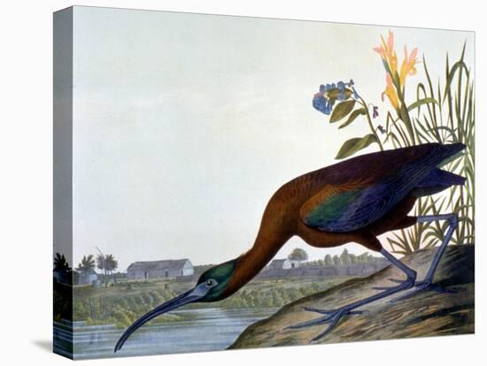 Glossy Ibis-John James Audubon-Premier Image Canvas