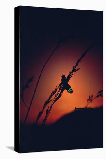 Glow Worm Beetle Female Glowing At Sunset To Attract Mate, Devon England (Lampyris Noctiluca)-Andrew Cooper-Premier Image Canvas