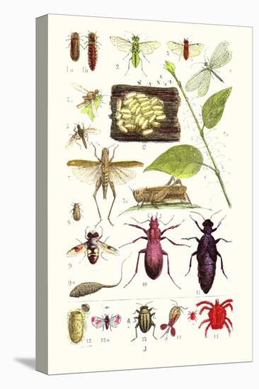 Glow-Worm, Lacewing Fly, Grasshopper,Scarlet Spider-James Sowerby-Stretched Canvas