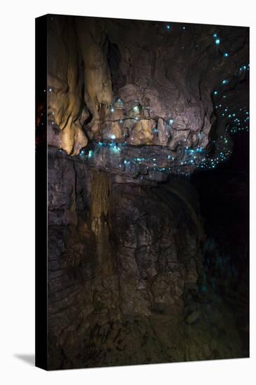 Glow Worms in Waitomo Caves, Waikato Region, North Island, New Zealand, Pacific-Matthew Williams-Ellis-Premier Image Canvas