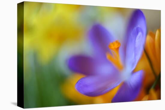 Glowing Crocus-Heidi Westum-Premier Image Canvas