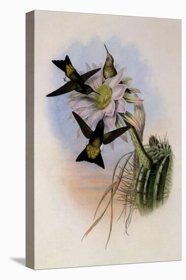 Glowing Puffleg, Eriocnemis Vestitus-John Gould-Premier Image Canvas