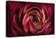 Glowing Ruby Red Ranunculus-Cora Niele-Premier Image Canvas