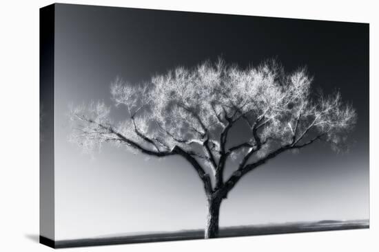 Glowing Tree-Jamie Cook-Premier Image Canvas