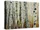 Glowoing Alders-Jody Miller-Premier Image Canvas