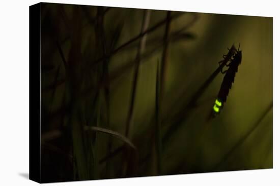 Glowworm (Lampyris Noctiluca) at Night, Cambridgeshire, England, UK, August-Paul Hobson-Premier Image Canvas