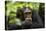 Glum looking adolescent chimpanzee at Kibale Forest National Park, Uganda, Africa-Tom Broadhurst-Premier Image Canvas