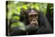 Glum looking adolescent chimpanzee at Kibale Forest National Park, Uganda, Africa-Tom Broadhurst-Premier Image Canvas