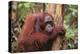 Glum Orangutan-DLILLC-Premier Image Canvas