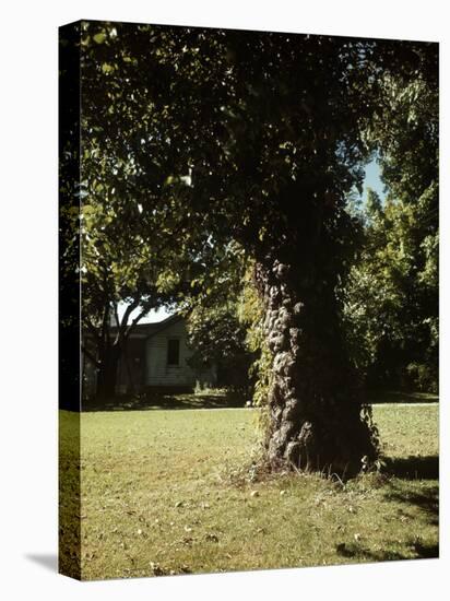 Gnarled Apple Tree Planted over 100 Years Ago by Johnny Appleseed-Andreas Feininger-Premier Image Canvas