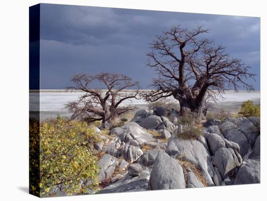 Gnarled Baobab Tree Grows Among Rocks at Kubu Island on Edge of Sowa Pan, Makgadikgadi, Kalahari-Nigel Pavitt-Premier Image Canvas