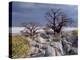 Gnarled Baobab Tree Grows Among Rocks at Kubu Island on Edge of Sowa Pan, Makgadikgadi, Kalahari-Nigel Pavitt-Premier Image Canvas