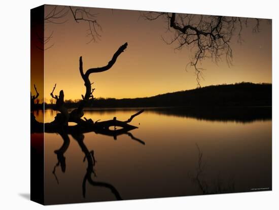 Gnarled Branches Poking out of Calm Lake-Jan Lakey-Premier Image Canvas