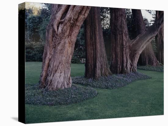 Gnarled Cypress Trees Surrounded by Dalmation Bell Flowers and Blue Grass Lawn. California-Ralph Crane-Premier Image Canvas