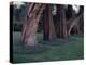 Gnarled Cypress Trees Surrounded by Dalmation Bell Flowers and Blue Grass Lawn. California-Ralph Crane-Premier Image Canvas