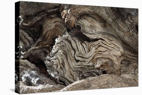 Gnarled Olive Tree Wood-Detlev Van Ravenswaay-Premier Image Canvas